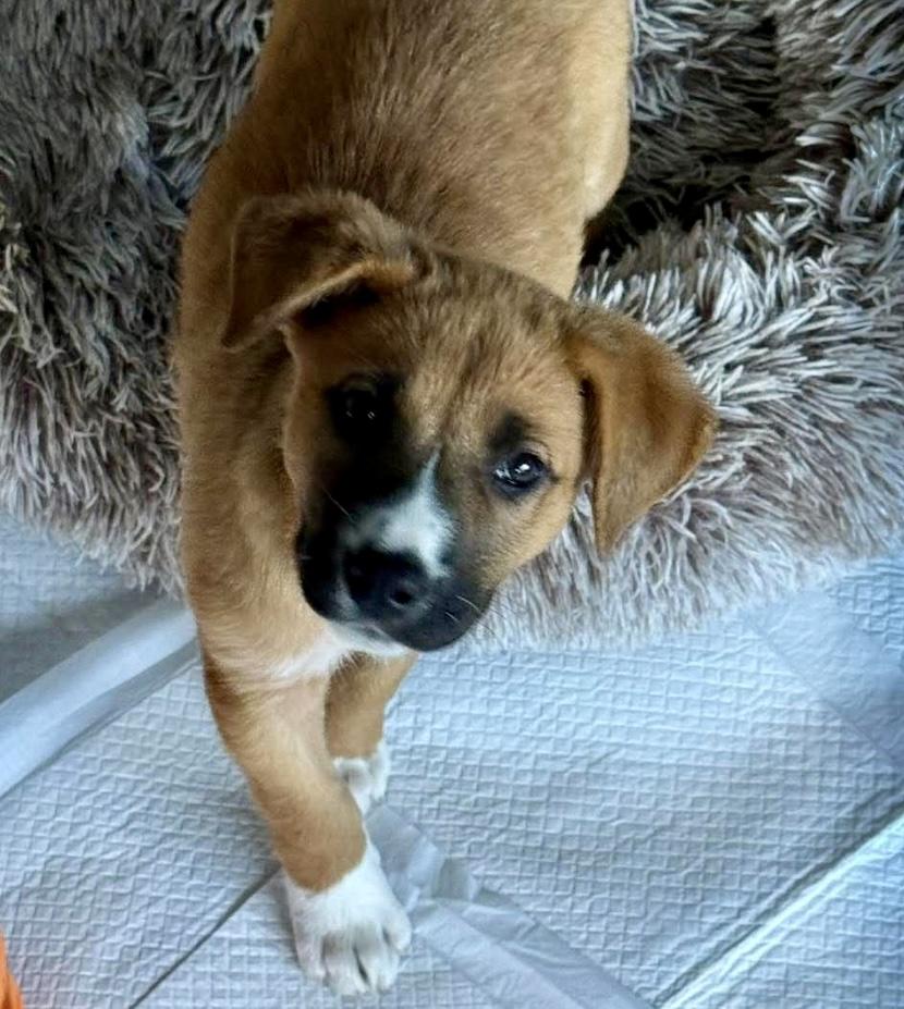 Enlarge Dolly, a Adoptable mixed breed in Winnipeg, MB image 3/6