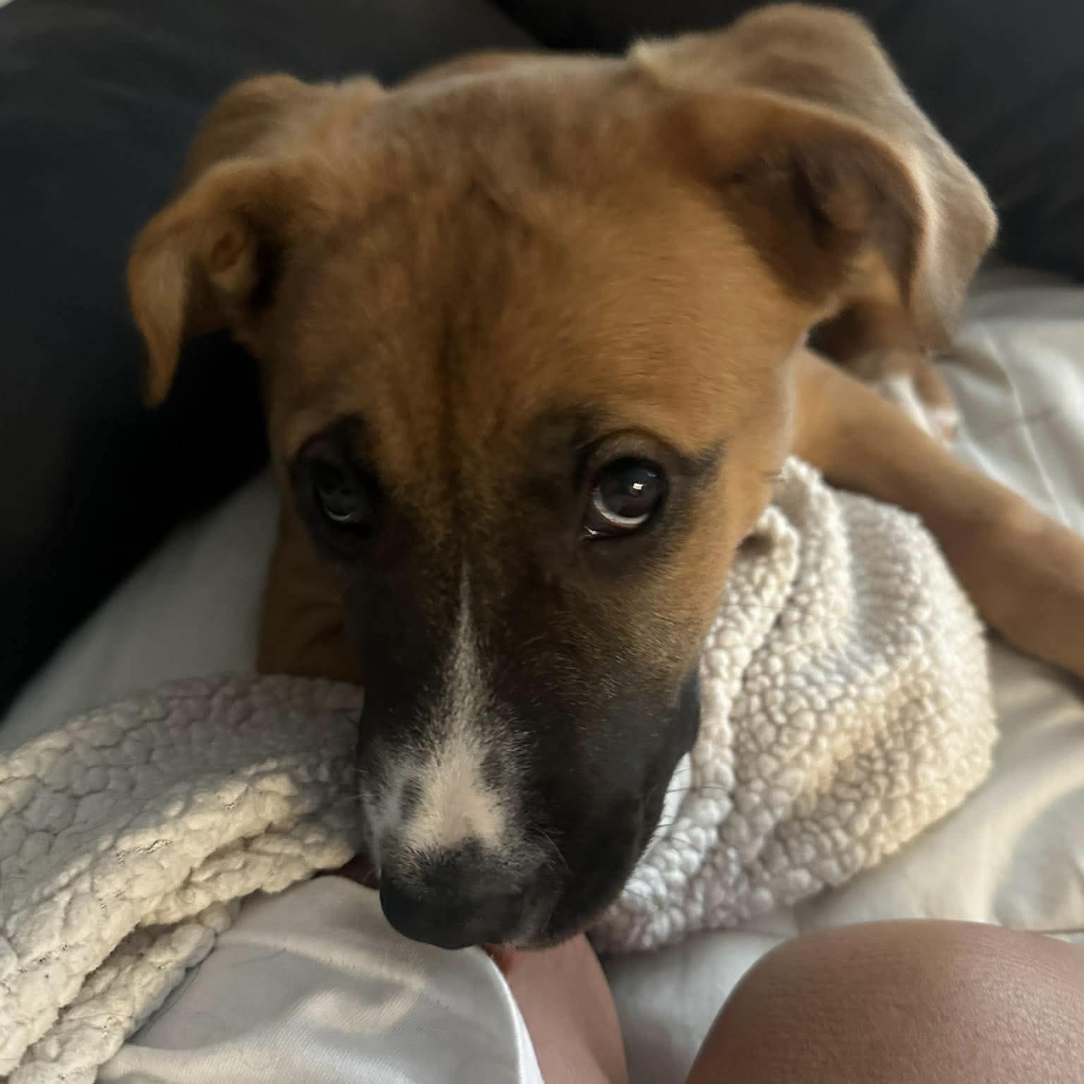 Enlarge Dolly, a Adoptable mixed breed in Winnipeg, MB image 5/6