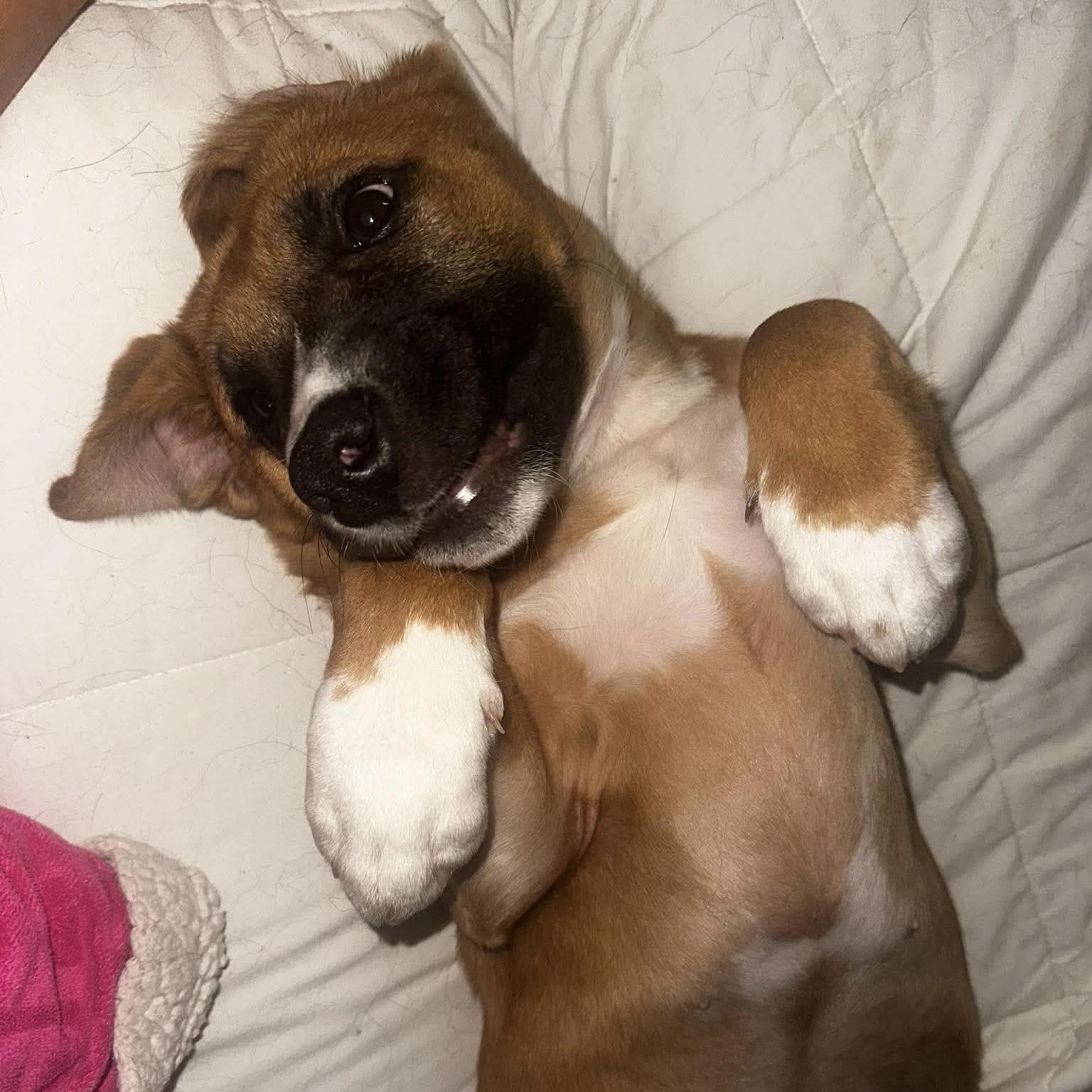 Enlarge Dolly, a Adoptable mixed breed in Winnipeg, MB image 4/6