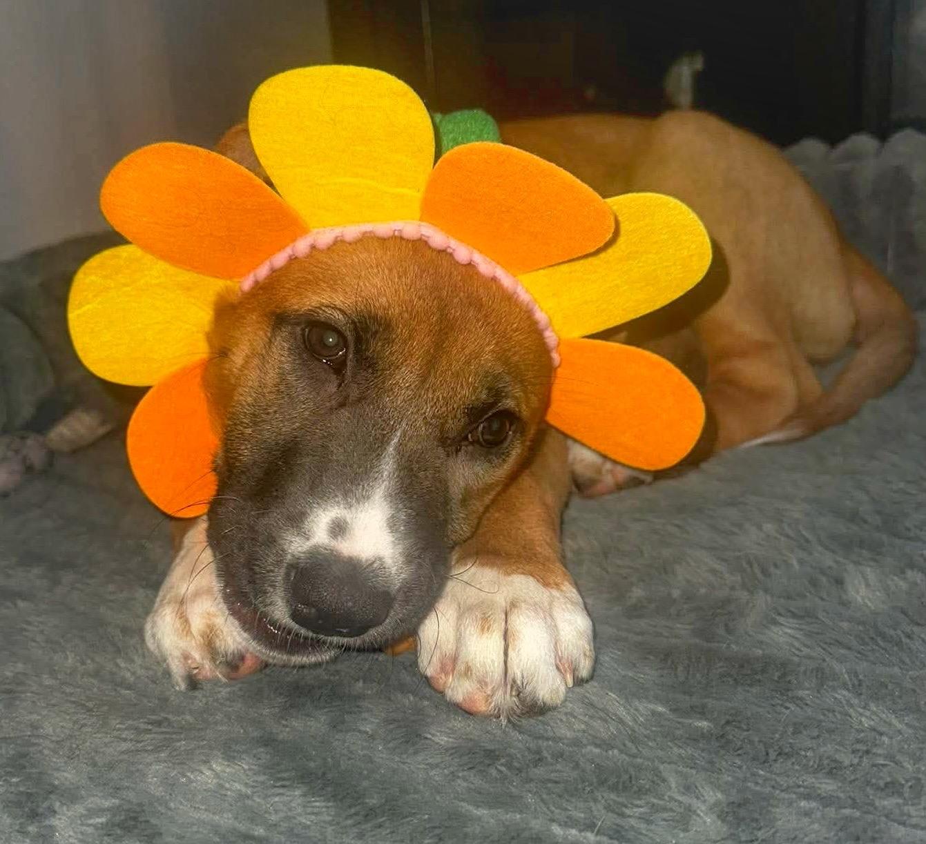 Enlarge Dolly, a Adoptable mixed breed in Winnipeg, MB image 6/6