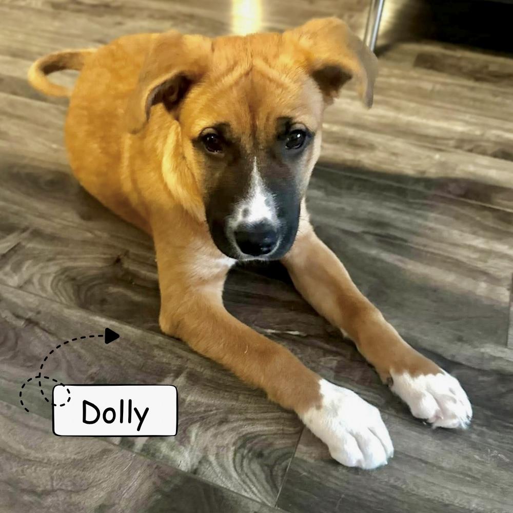 Dolly, Adoptable, Puppy Female Labrador Retriever.