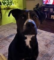 Onyx, a Adoptable mixed breed in Miamitown, OH image 2/3
