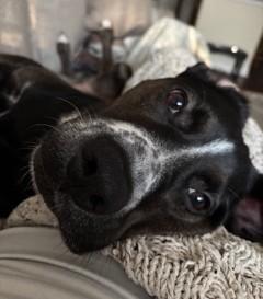 Onyx, Adoptable, Adult Male Black Labrador Retriever.