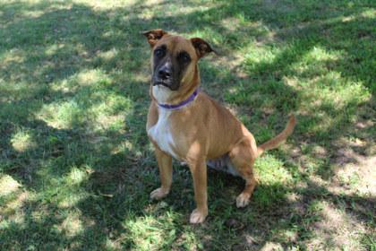 Enlarge JuJu, a Adoptable mixed breed in Kansas City, MO image 1/3
