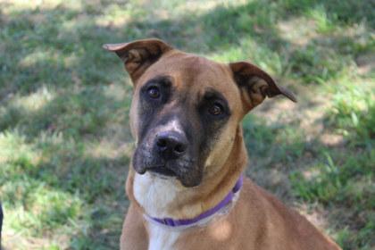 Enlarge JuJu, a Adoptable mixed breed in Kansas City, MO image 2/3
