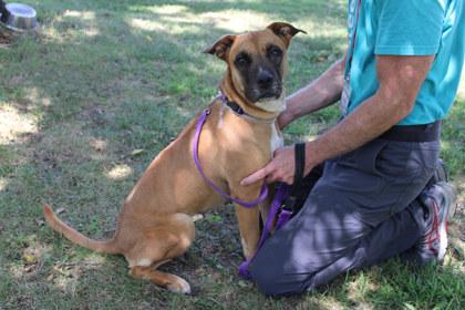 Enlarge JuJu, a Adoptable mixed breed in Kansas City, MO image 3/3