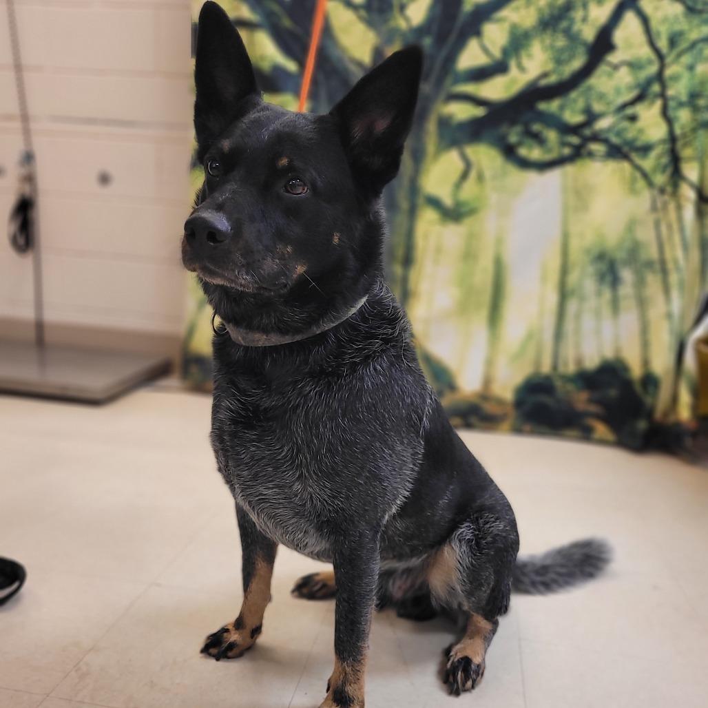 Tucker, Adoptable, Adult Male Australian Cattle Dog / Blue Heeler.