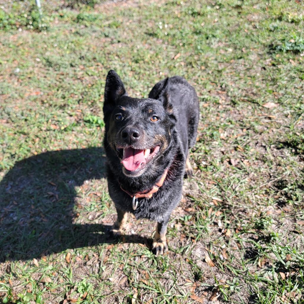 Tucker, Adoptable, Adult Male Australian Cattle Dog / Blue Heeler.