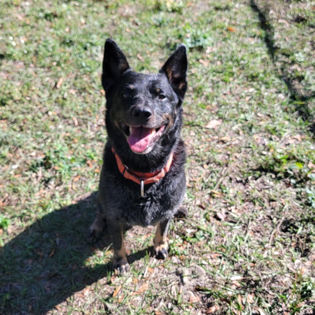 Tucker, a Adoptable Australian Cattle Dog / Blue Heeler in Lake Panasoffkee, FL image 2/6