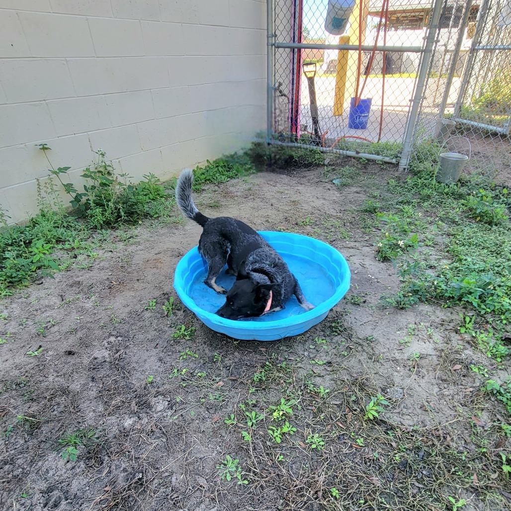 Tucker, a Adoptable Australian Cattle Dog / Blue Heeler in Lake Panasoffkee, FL image 4/6