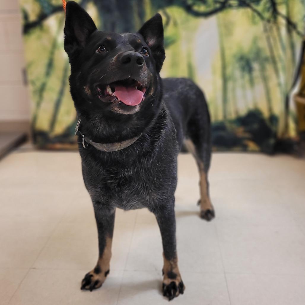 Tucker, a Adoptable Australian Cattle Dog / Blue Heeler in Lake Panasoffkee, FL image 5/6