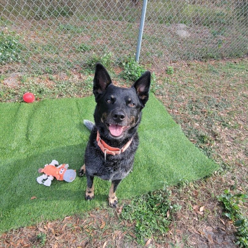 Enlarge Tucker, a Adoptable Australian Cattle Dog / Blue Heeler in Lake Panasoffkee, FL image 5/6
