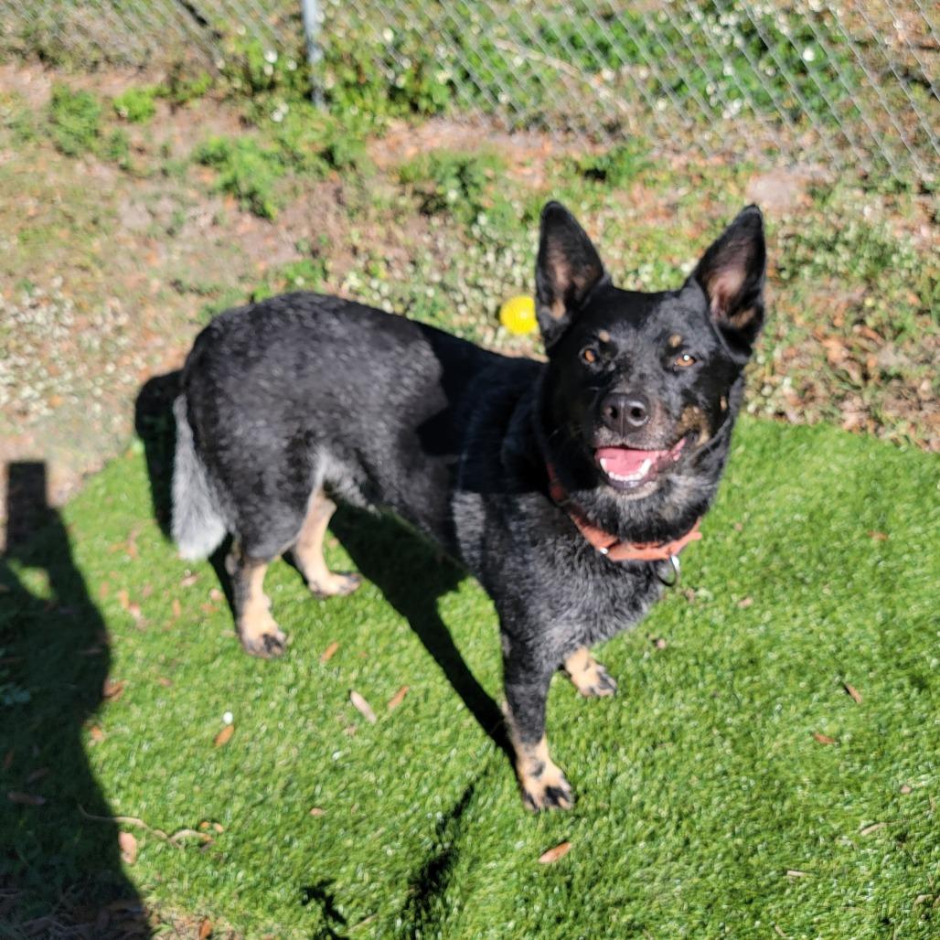 Tucker, a Adoptable Australian Cattle Dog / Blue Heeler in Lake Panasoffkee, FL image 6/6