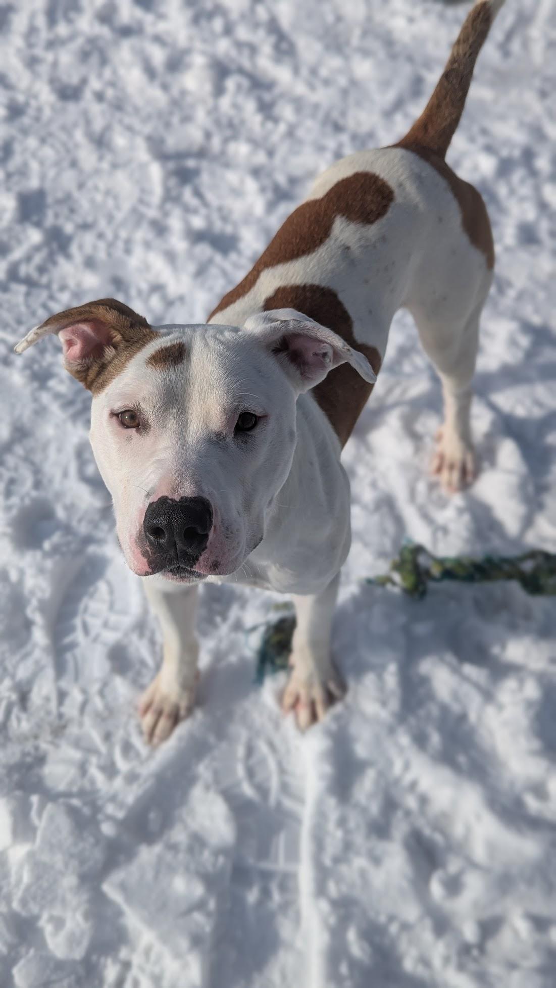 Keurig, ADOPTABLE, Adult Male Mixed Breed.