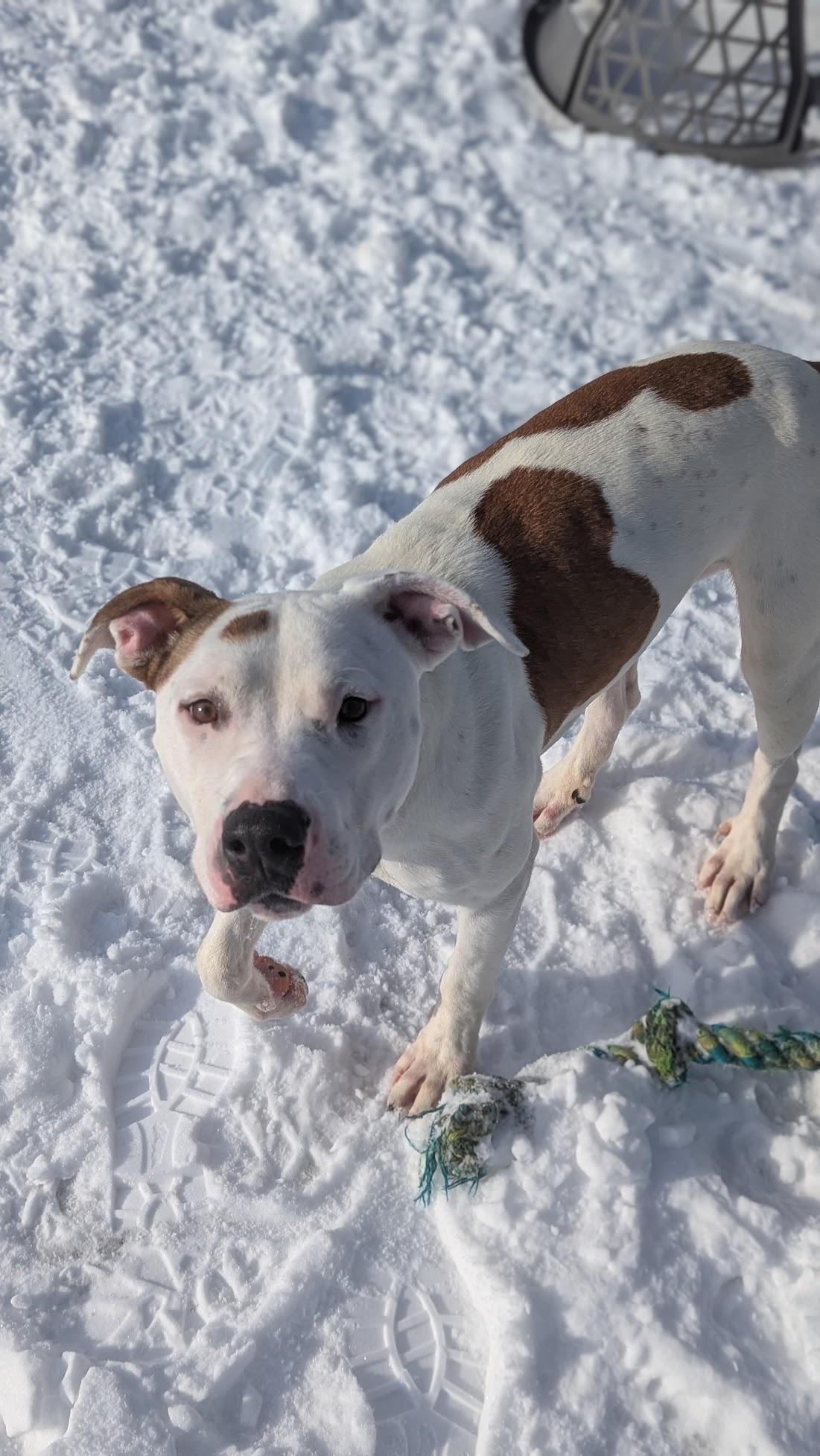 Enlarge Keurig, a ADOPTABLE Mixed Breed in Benton Harbor, MI image 2/4