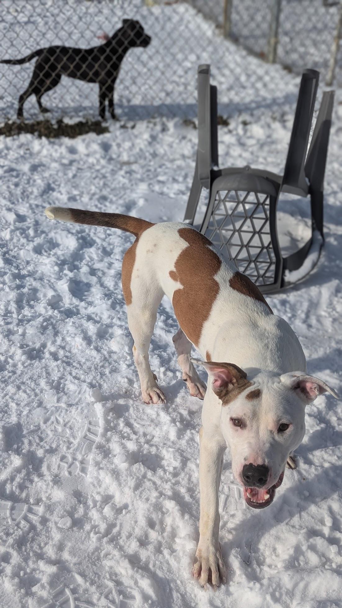 Enlarge Keurig, a ADOPTABLE Mixed Breed in Benton Harbor, MI image 3/4