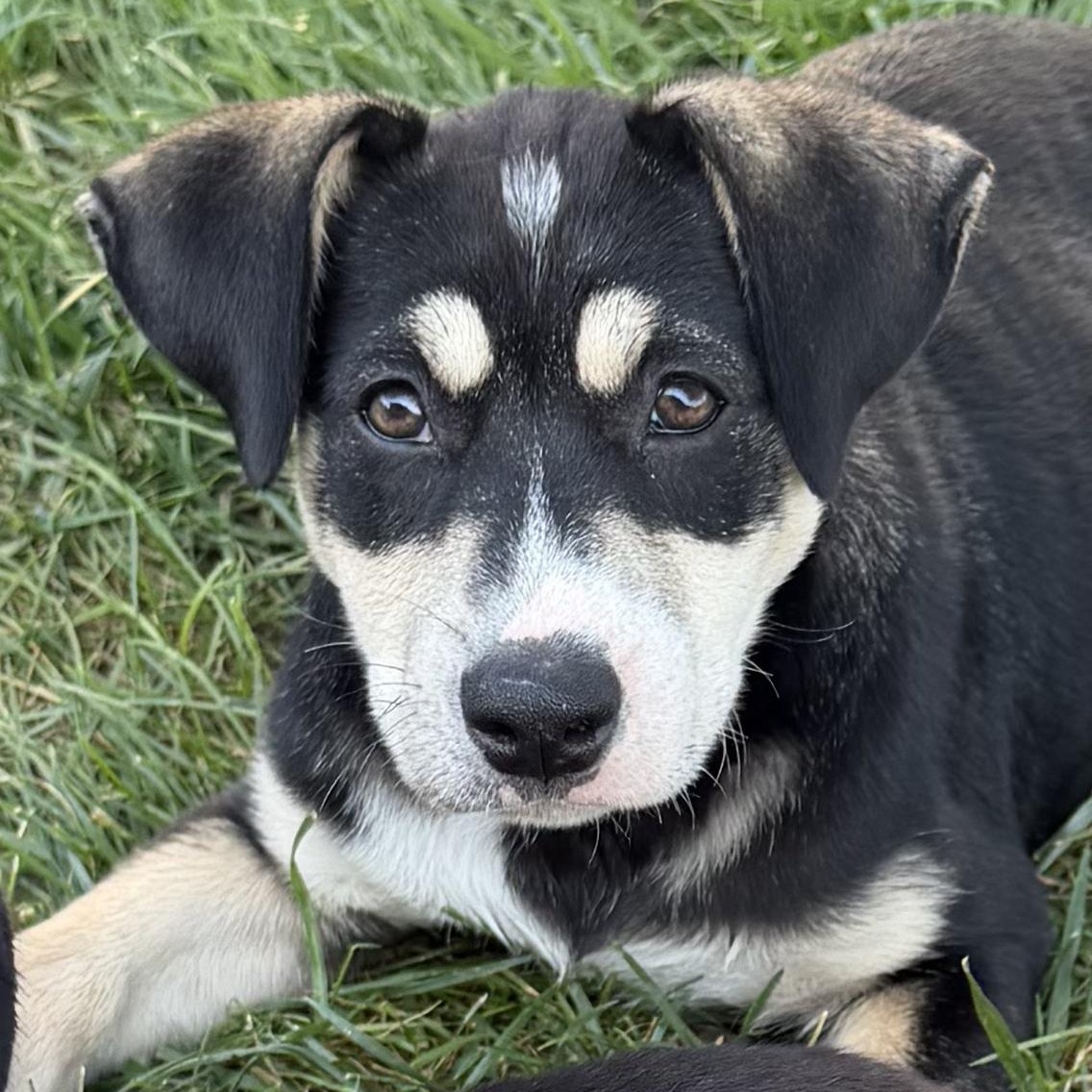 Enlarge Bean, a Adoptable mixed breed in Omaha, NE image 1/6
