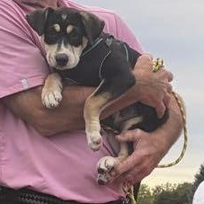 Enlarge Bean, a Adoptable mixed breed in Omaha, NE image 5/6