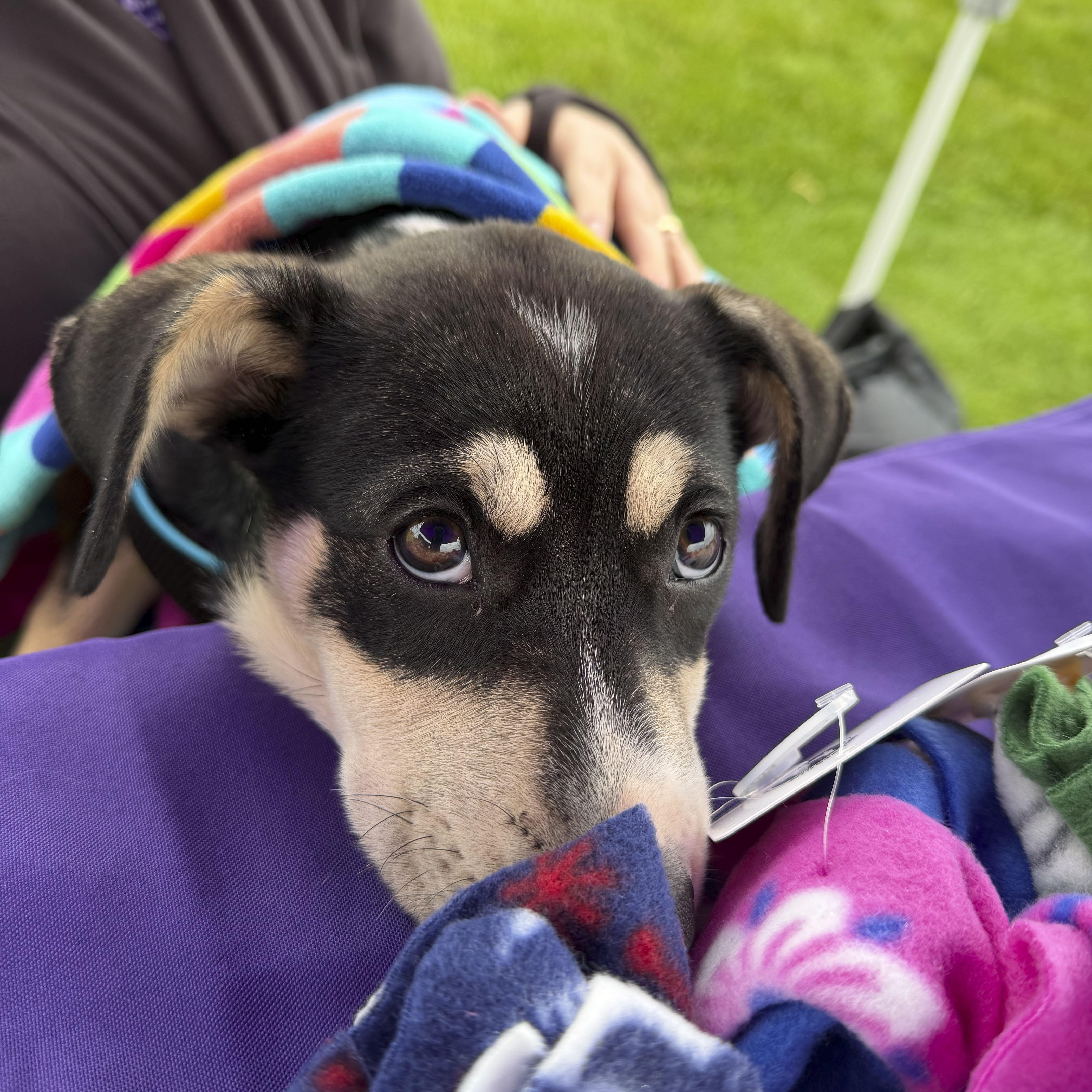 Enlarge Bean, a Adoptable mixed breed in Omaha, NE image 3/6