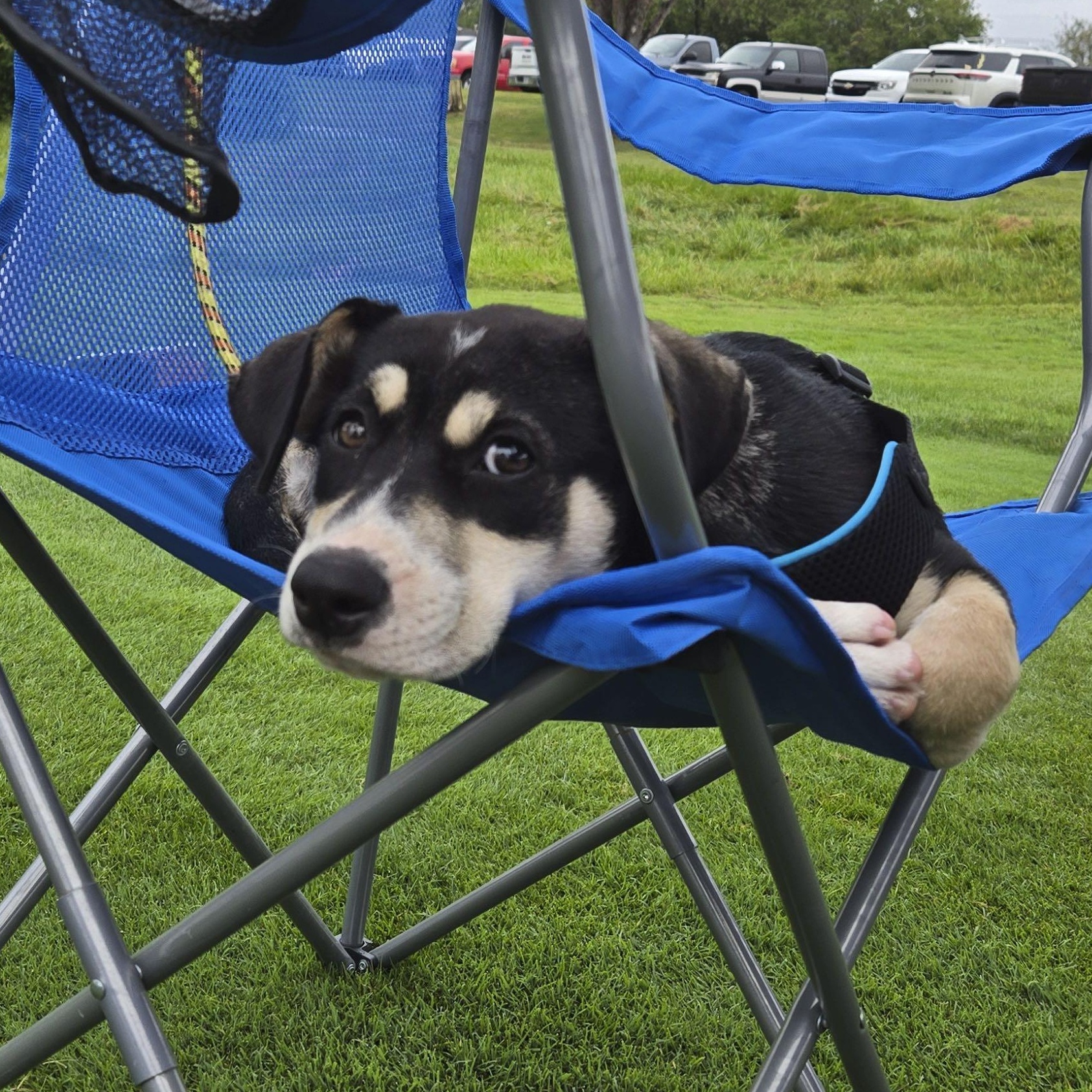 Enlarge Bean, a Adoptable mixed breed in Omaha, NE image 2/6