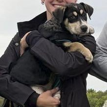 Enlarge Bean, a Adoptable mixed breed in Omaha, NE image 6/6