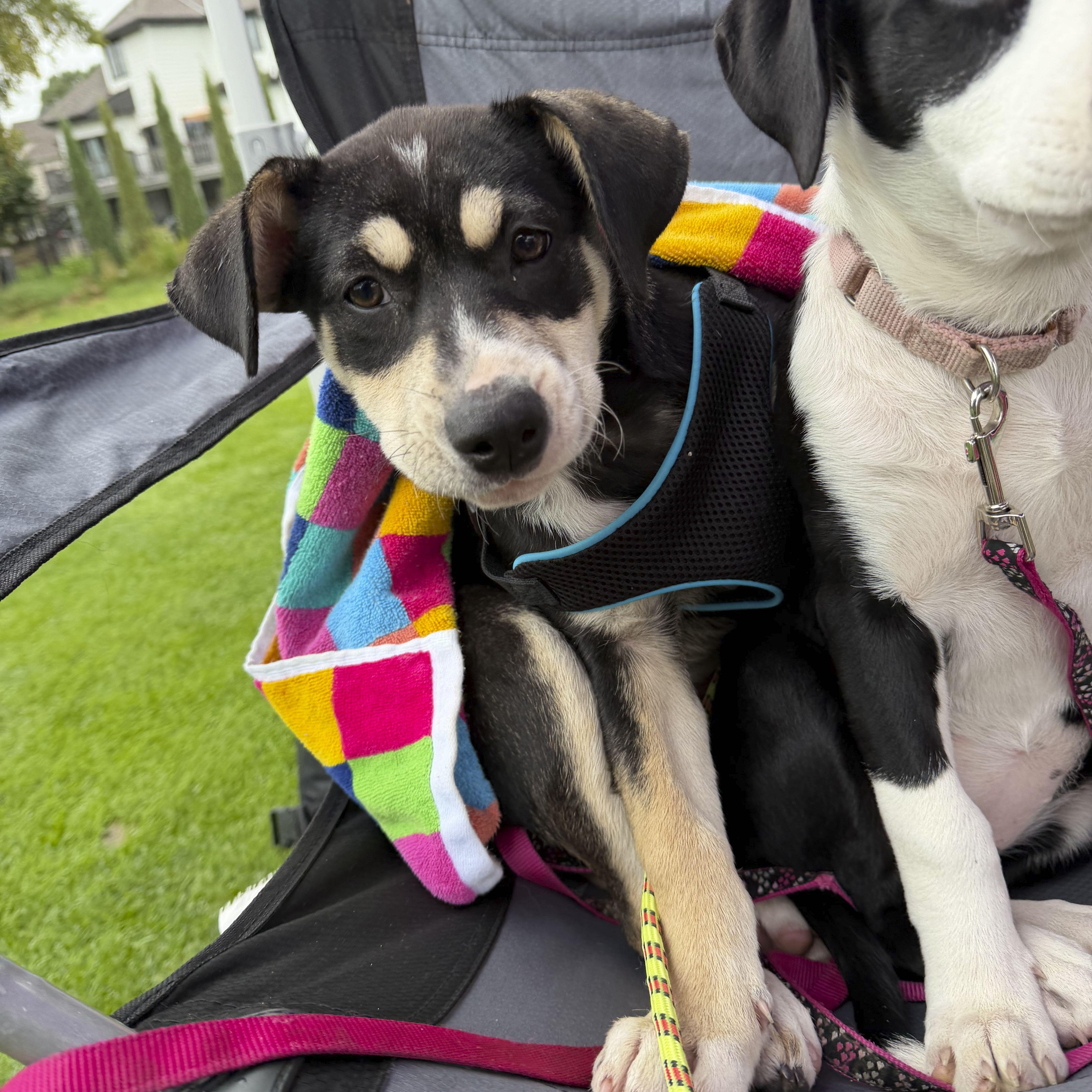 Enlarge Bean, a Adoptable mixed breed in Omaha, NE image 4/6