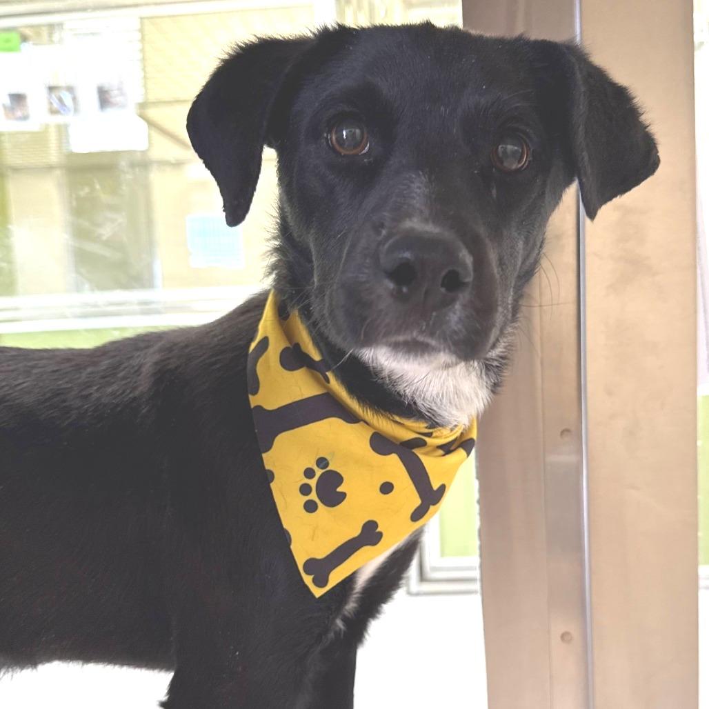 Noelle, Adoptable, Young Female Mixed Breed.