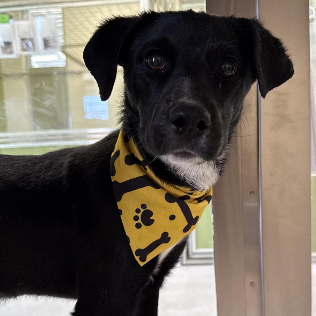Enlarge Noelle, a Adoptable Mixed Breed in Las Cruces, NM image 2/5
