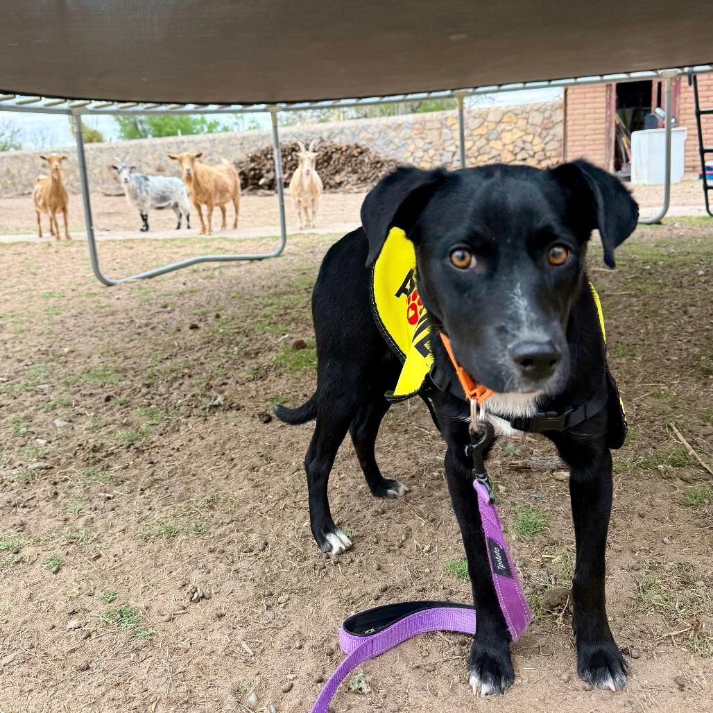 Enlarge Noelle, a Adoptable Mixed Breed in Las Cruces, NM image 2/5