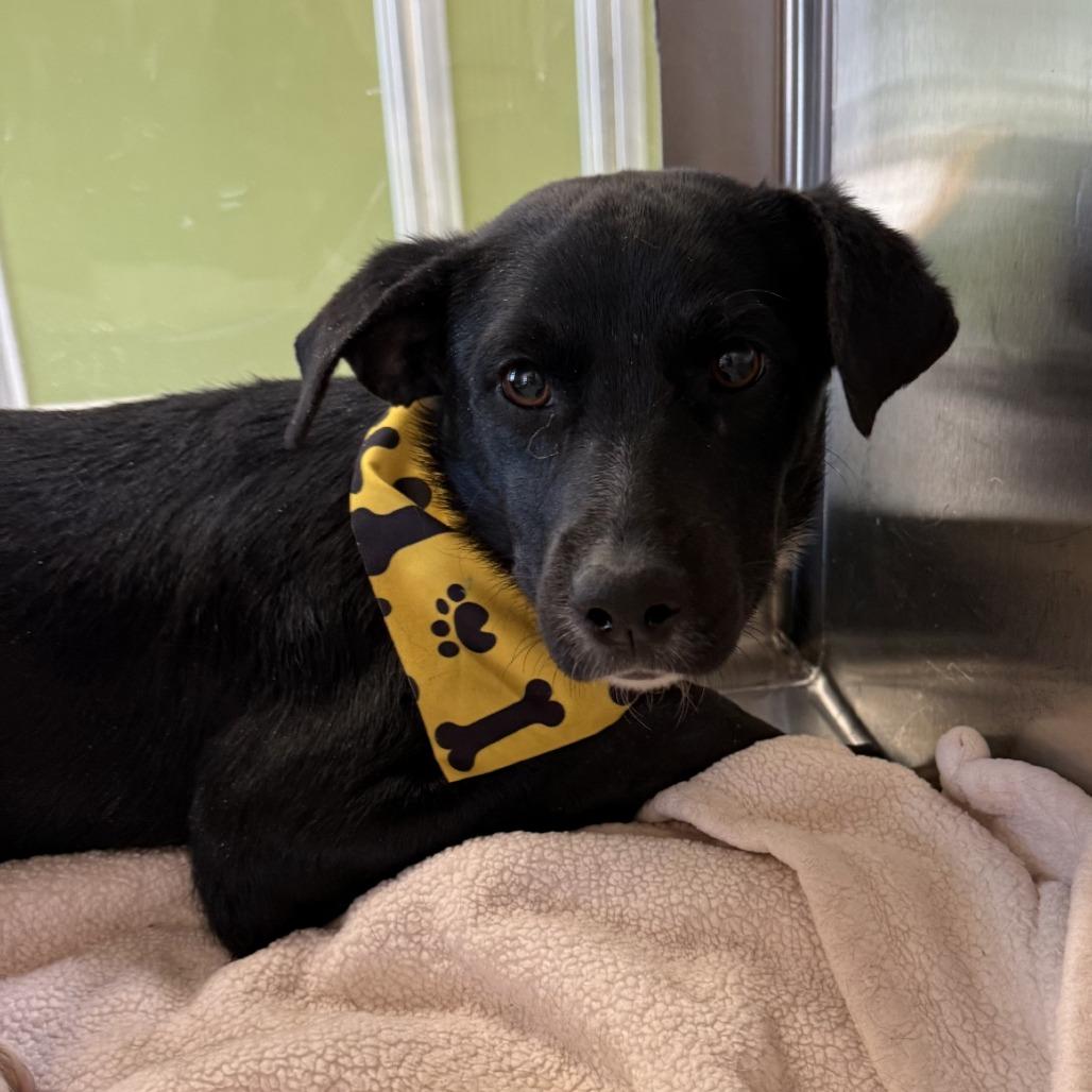 Enlarge Noelle, a Adoptable Mixed Breed in Las Cruces, NM image 3/5