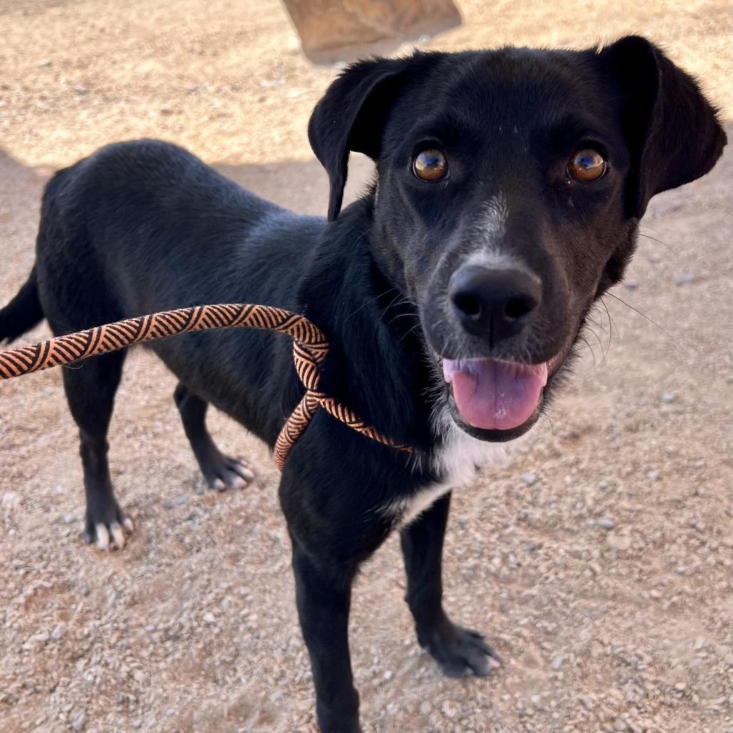 Enlarge Noelle, a Adoptable Mixed Breed in Las Cruces, NM image 4/5