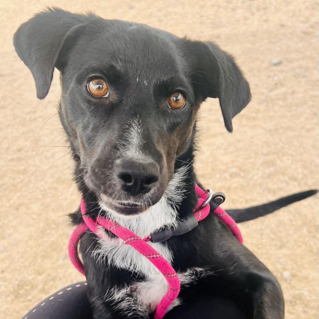 Enlarge Noelle, a Adoptable Mixed Breed in Las Cruces, NM image 4/5