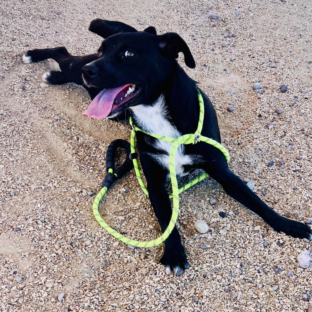 Enlarge Noelle, a Adoptable Mixed Breed in Las Cruces, NM image 5/5