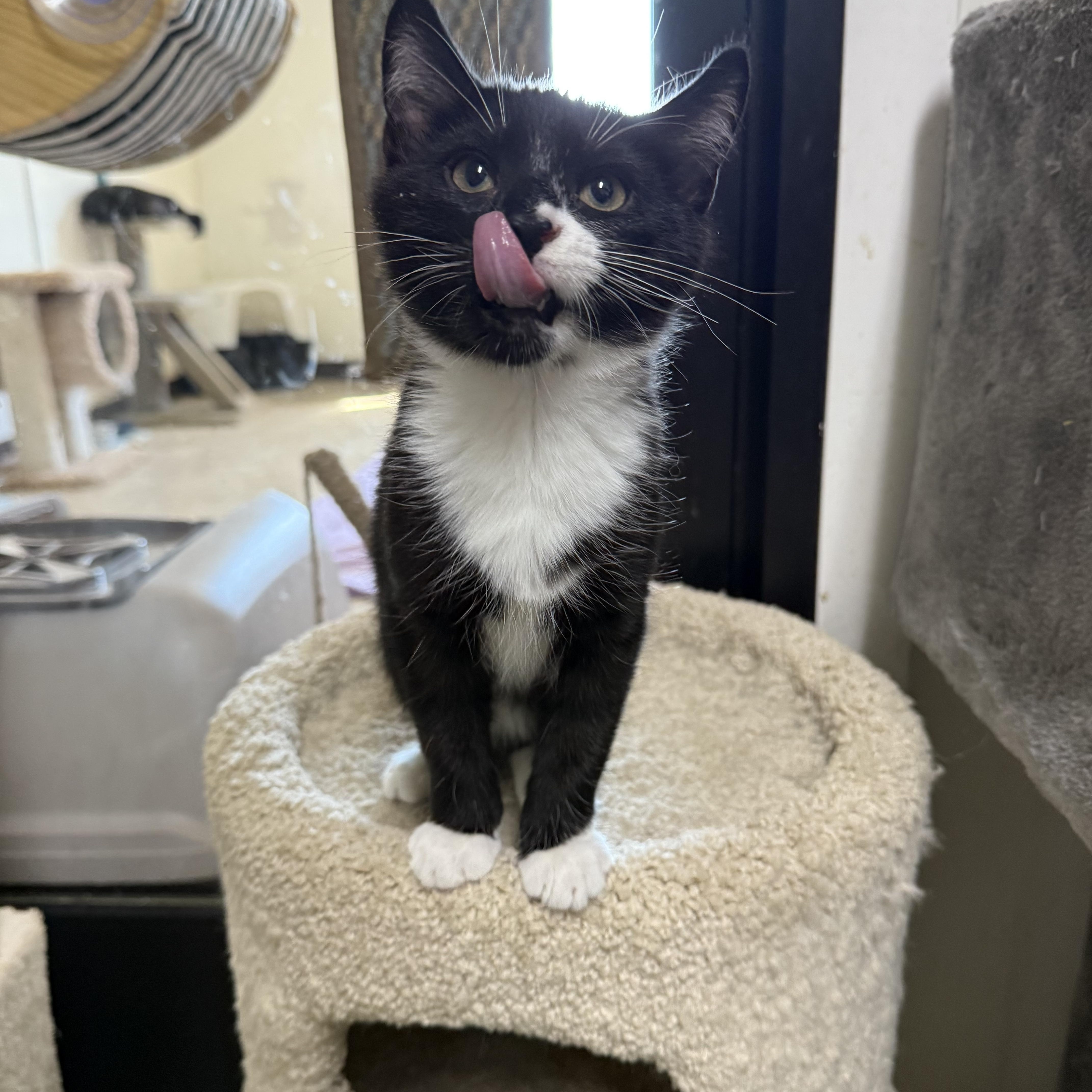 Prince Florin, adopted, Kitten Male Domestic Short Hair.