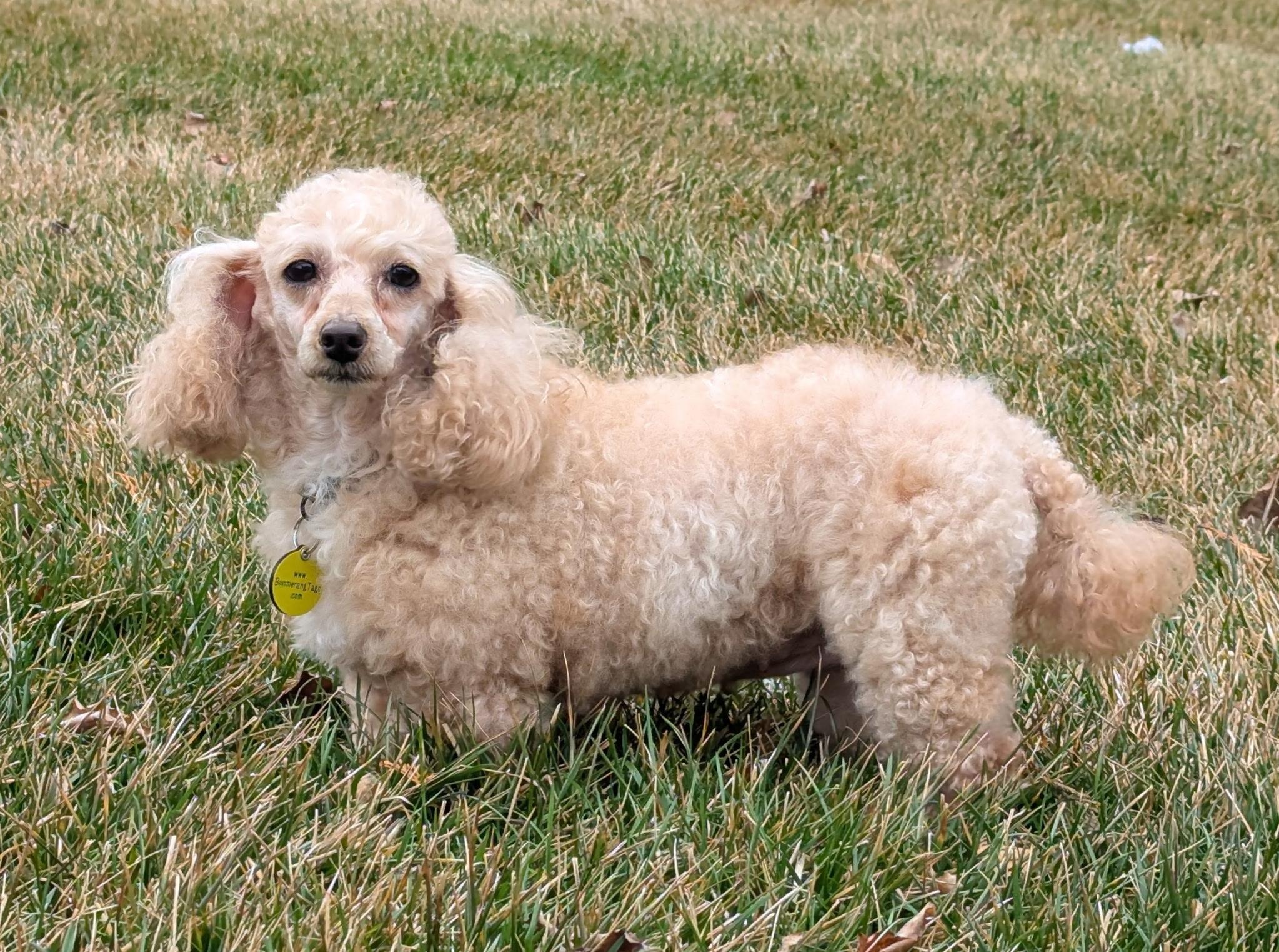 Enlarge Gracie, an adopted Poodle (Toy) in Clarksburg, MD image 3/6