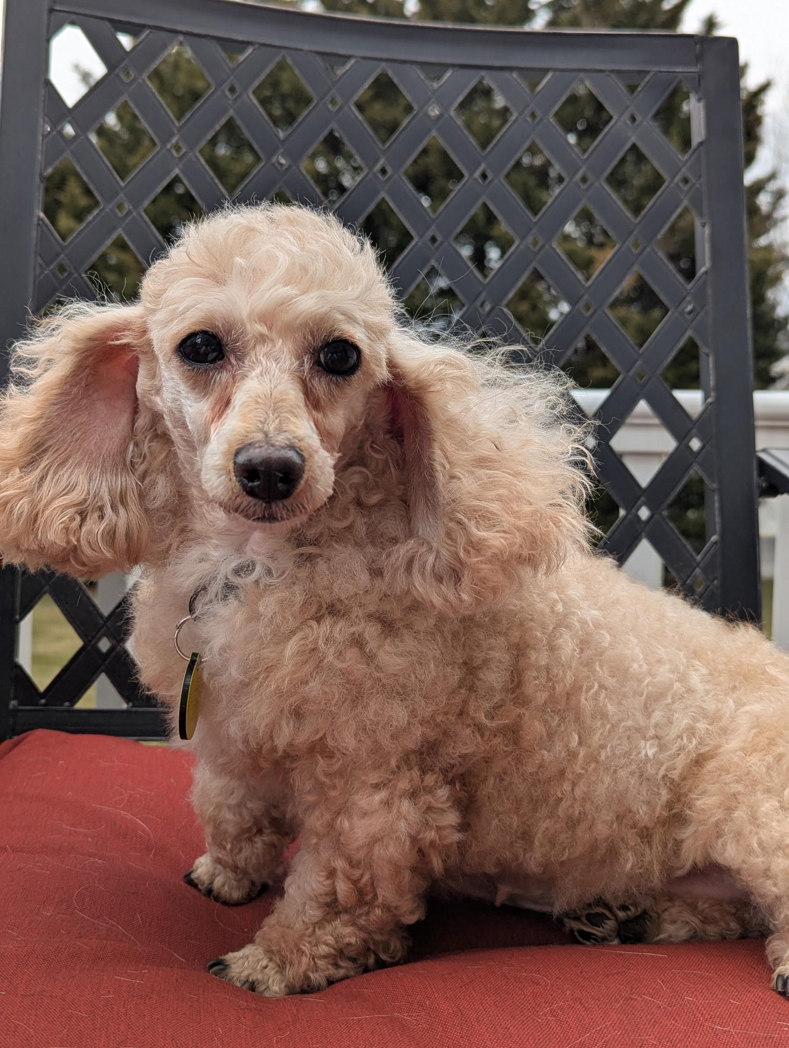 Enlarge Gracie, an adopted Poodle (Toy) in Clarksburg, MD image 6/6