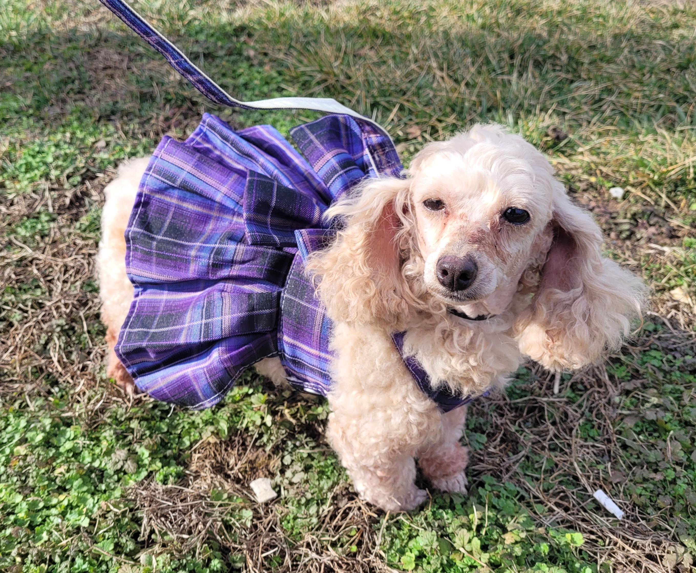 Enlarge Gracie, an adopted Poodle (Toy) in Clarksburg, MD image 5/6