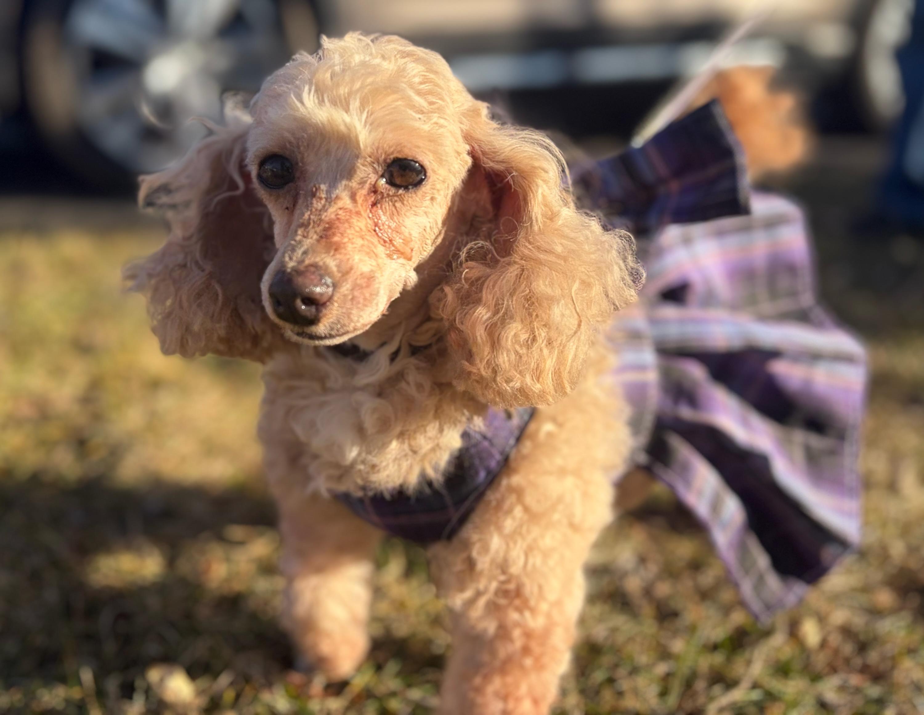 Enlarge Gracie, an adopted Poodle (Toy) in Clarksburg, MD image 4/6