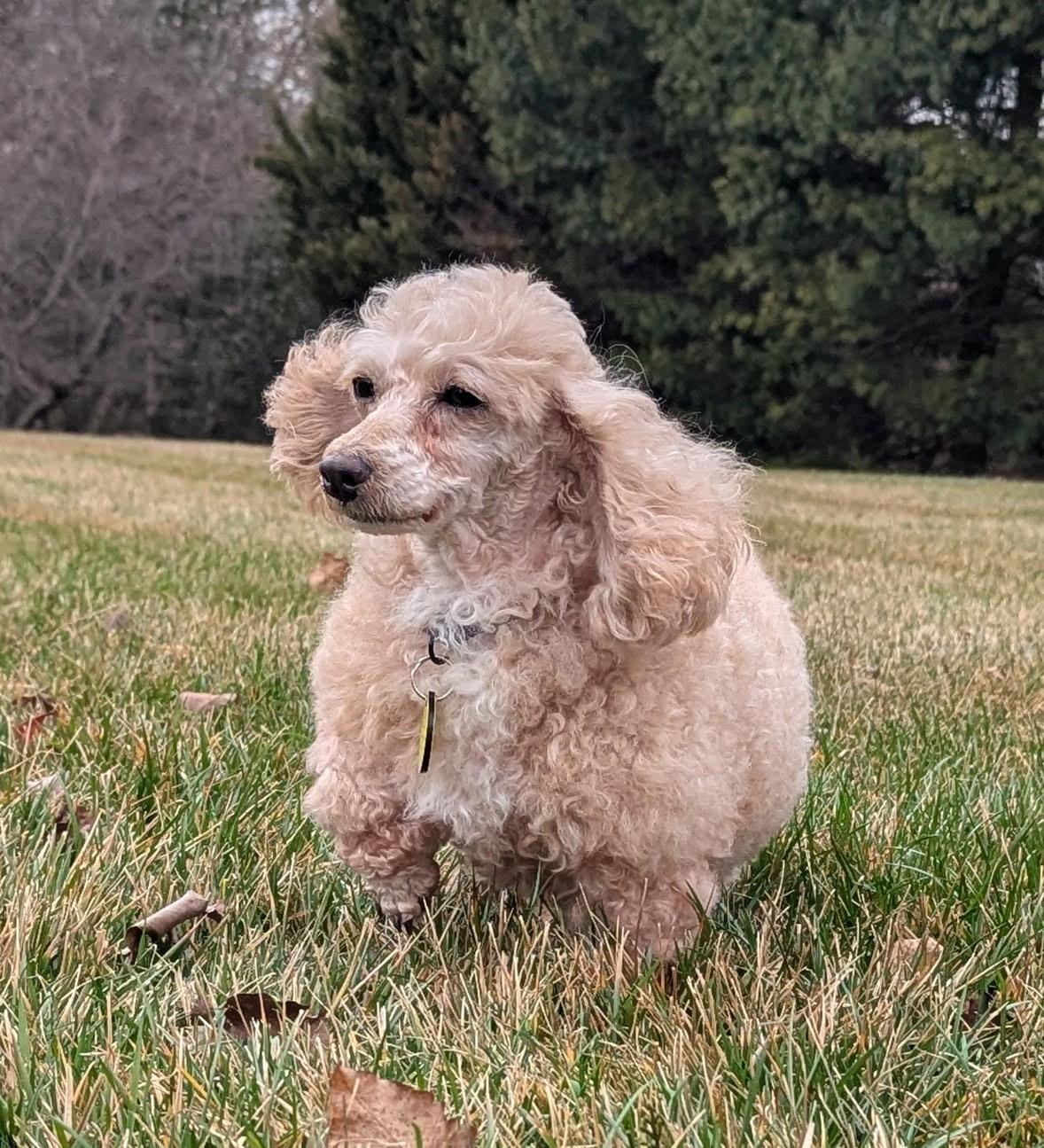 Enlarge Gracie, an adopted Poodle (Toy) in Clarksburg, MD image 2/6