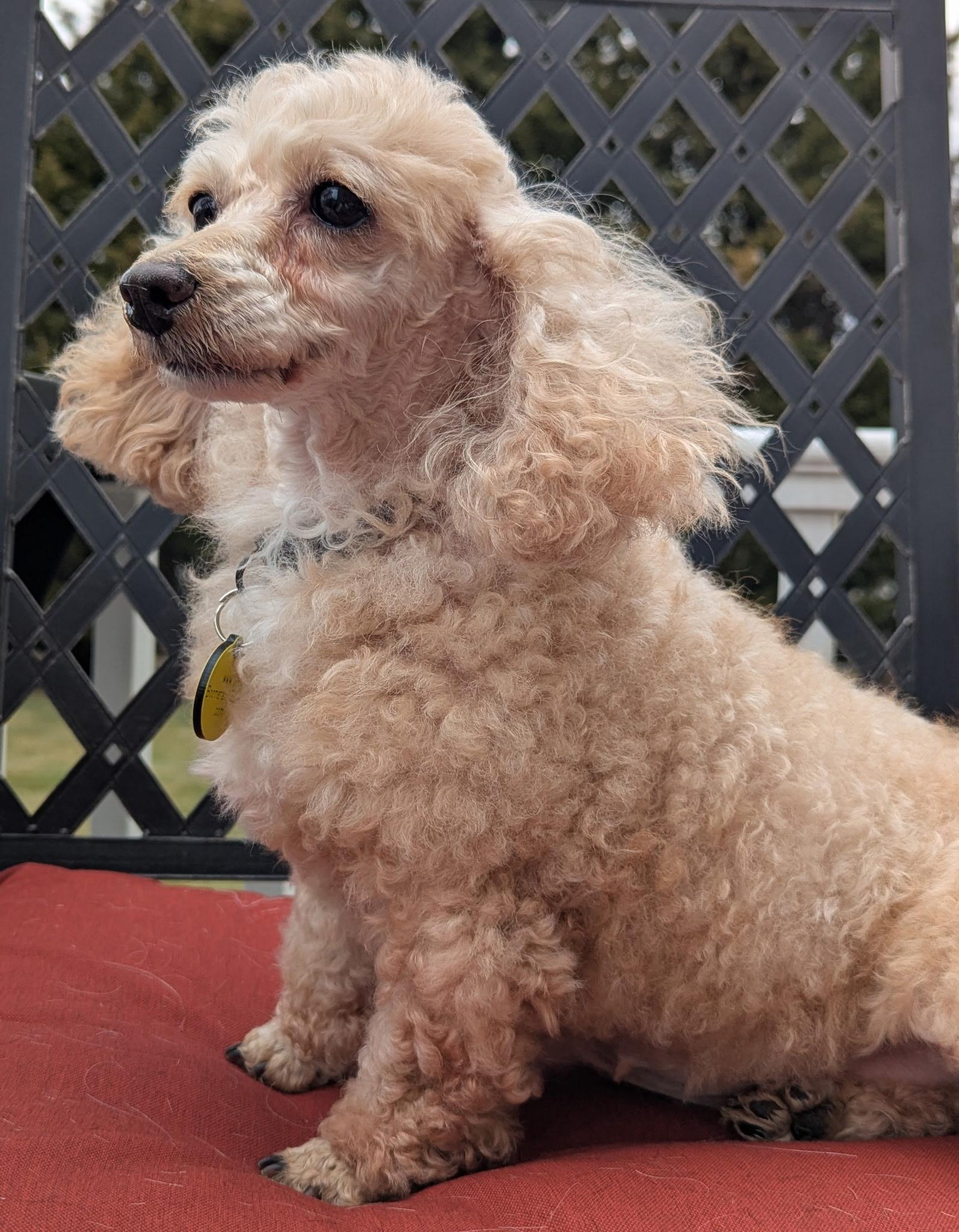 Gracie, adopted, Adult Female Poodle (Toy).