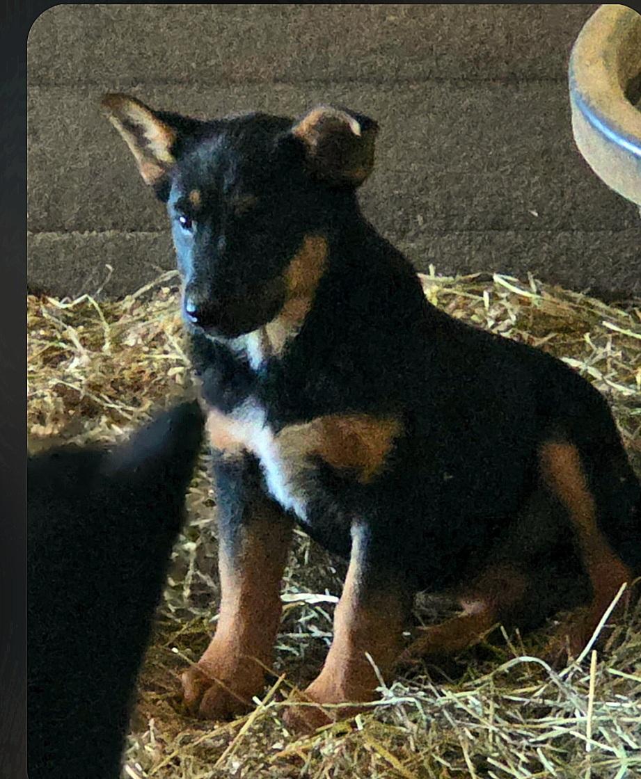 Enlarge Joy, a ADOPTABLE mixed breed in Liberty Center, OH image 1/6