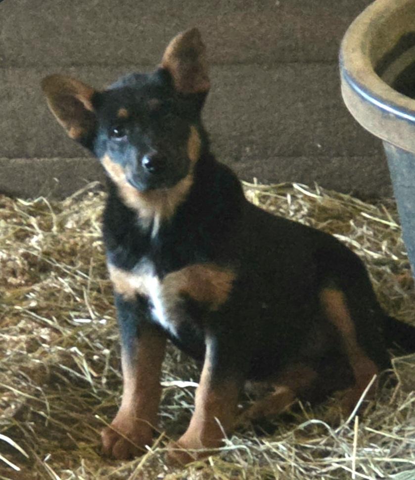 Enlarge Joy, a ADOPTABLE mixed breed in Liberty Center, OH image 2/6