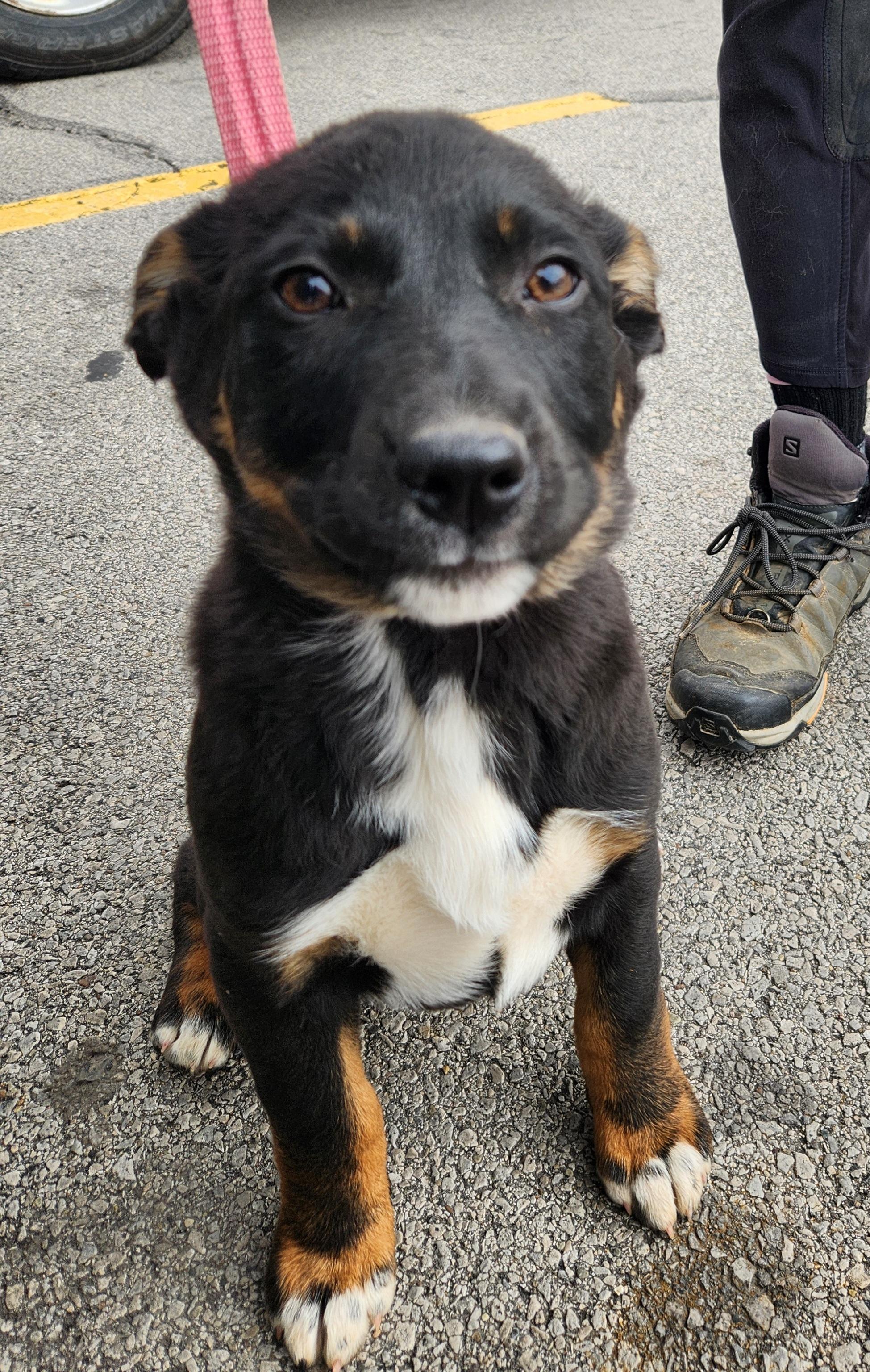 Enlarge Joy, a ADOPTABLE mixed breed in Liberty Center, OH image 5/6
