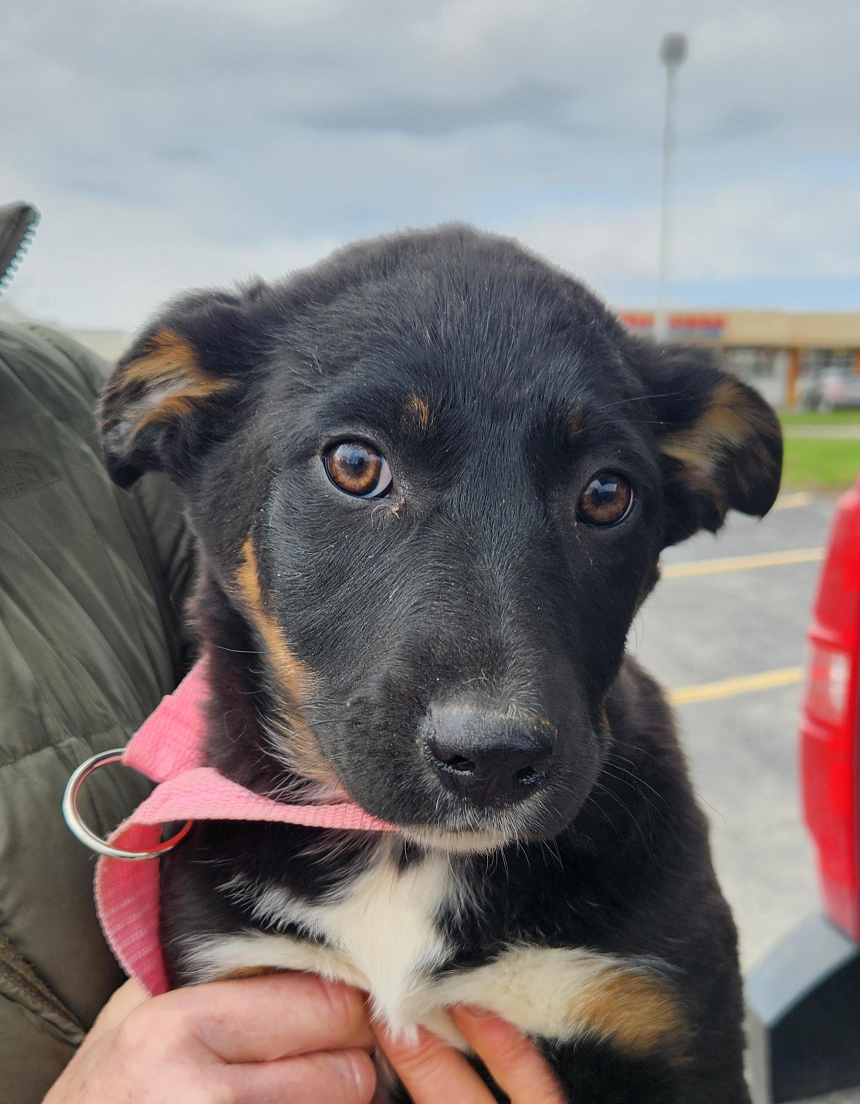 Enlarge Joy, a ADOPTABLE mixed breed in Liberty Center, OH image 6/6