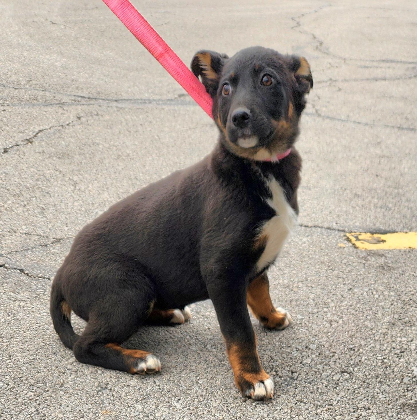 Enlarge Joy, a ADOPTABLE mixed breed in Liberty Center, OH image 4/6
