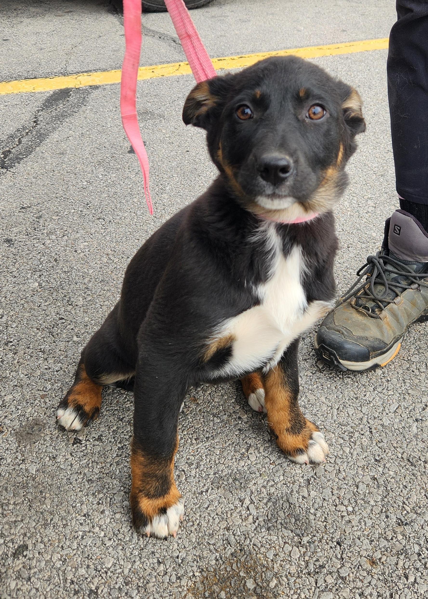 Enlarge Joy, a ADOPTABLE mixed breed in Liberty Center, OH image 3/6