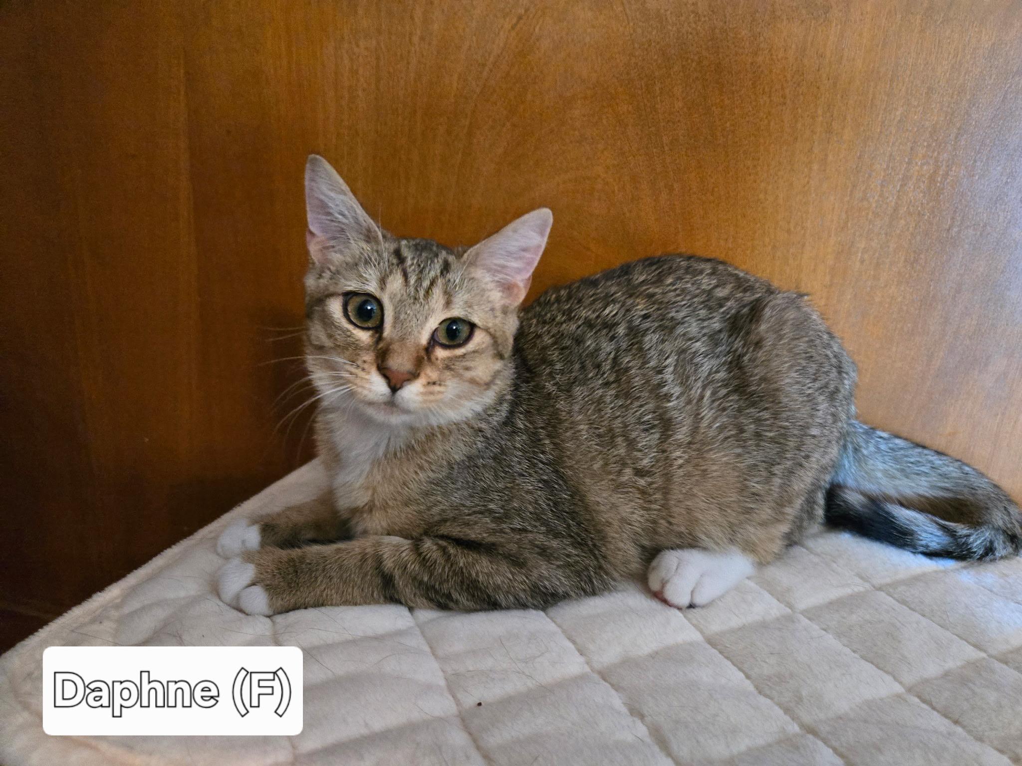 Daphne, ADOPTABLE, Kitten Female Domestic Short Hair.