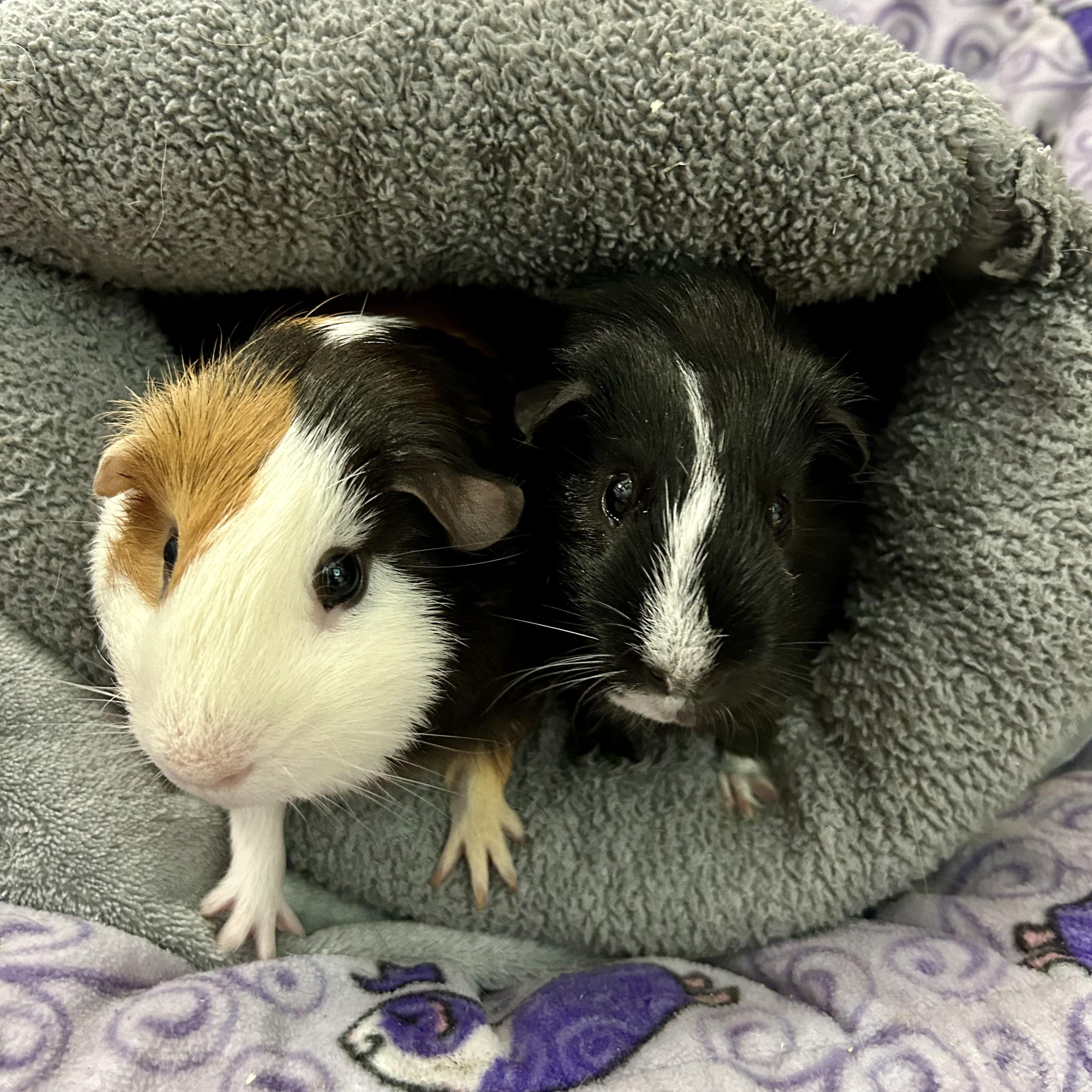 Pirate and Squeakers, a ADOPTABLE Guinea Pig in North salem, NY image 5/5