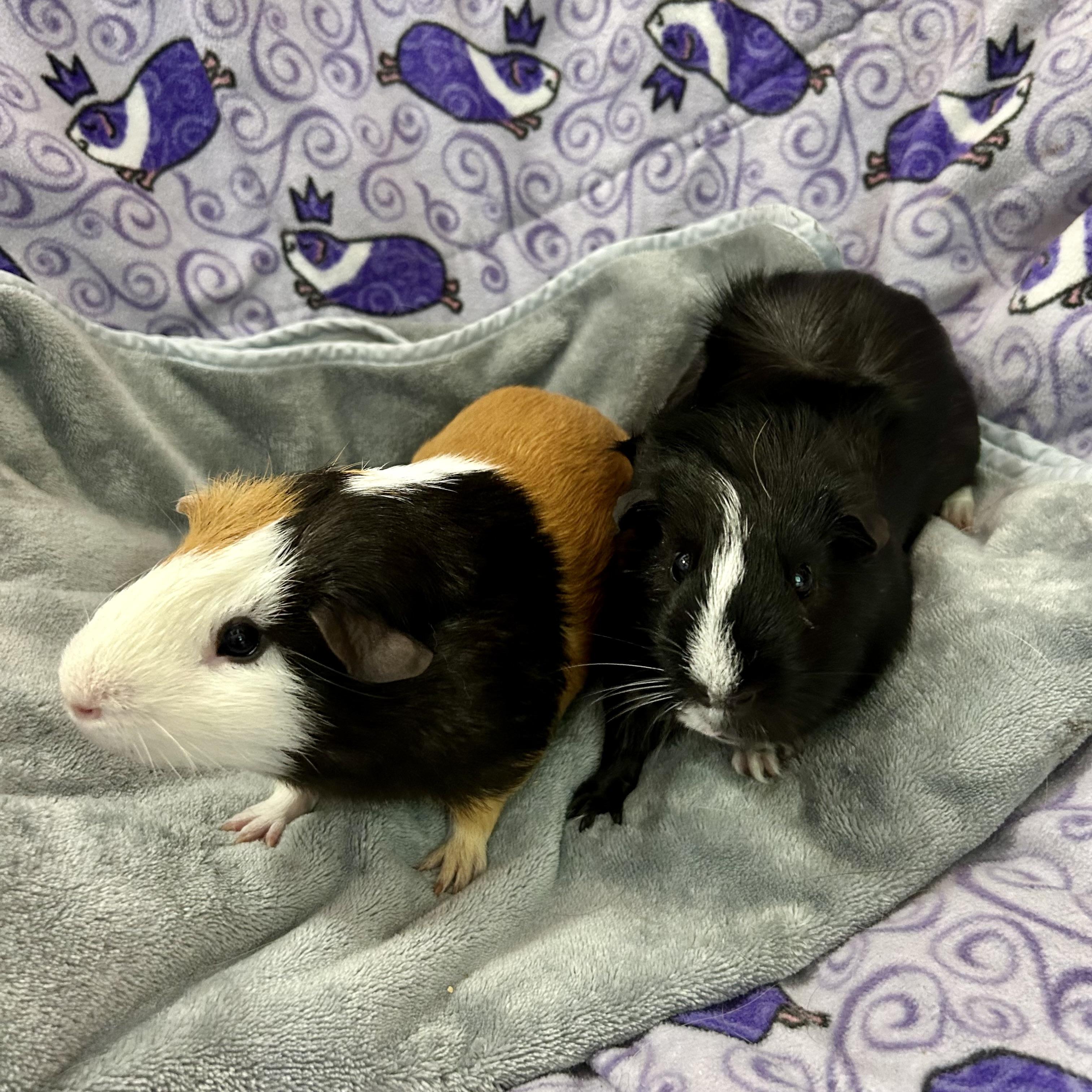 Pirate and Squeakers, ADOPTABLE, Adult Male Guinea Pig.