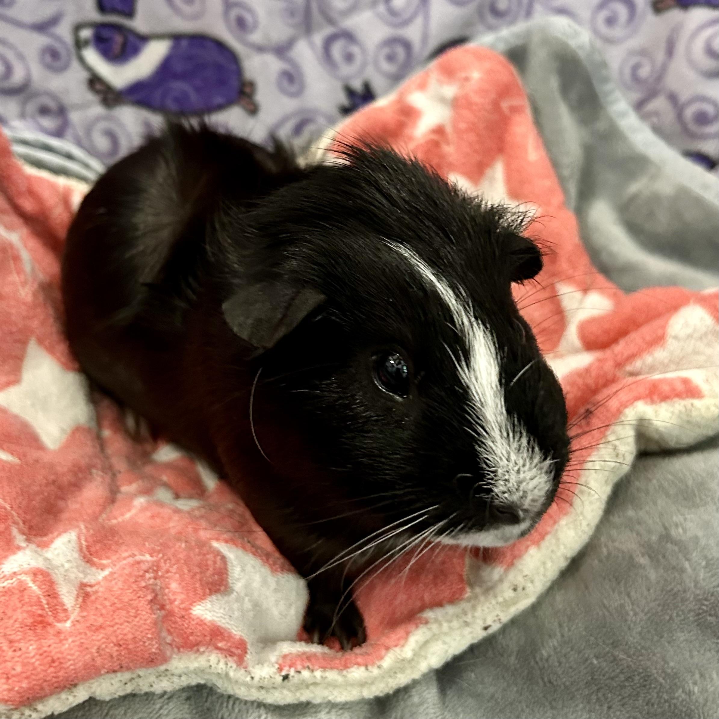 Pirate and Squeakers, a ADOPTABLE Guinea Pig in North salem, NY image 3/5